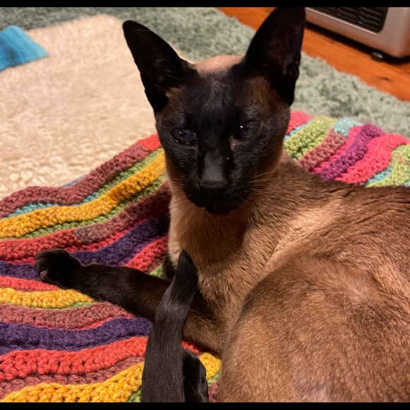 Meet your Posher, Deanne and Ruby πββ¬. - Picture 2 of 16